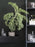 Plant Box by Ferm Living