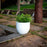 Azalea Planter by Newgarden