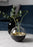 Skultuna Pomme accessories featuring a sleek, modern design with metallic finish, displayed on a neutral background.