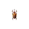 Elephant Beetle by Studio Roof