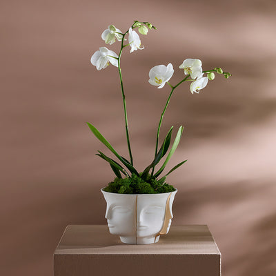 Atlas Split Bowl by Jonathan Adler
