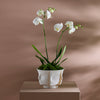 Atlas Split Bowl by Jonathan Adler