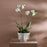 Atlas Split Bowl by Jonathan Adler