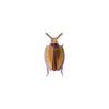 Cuprum Beetle by Studio Roof