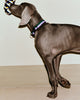 Hay Dogs Collar Flat by Hay