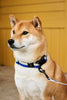 Hay Dogs Leash by Hay