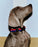 Hay Dogs Collar Flat by Hay