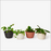 Racine Planter by Areaware x Frank Lloyd Wright