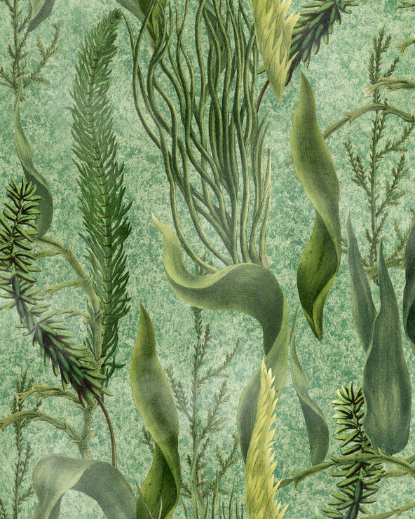 AQUATIC PLANTS Wallpaper by Mindthegap