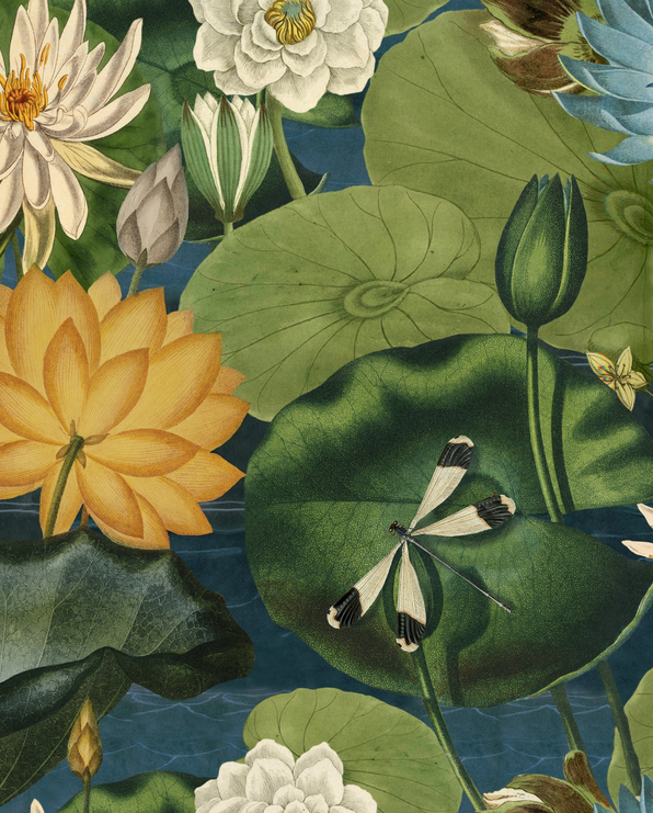 LOTUS BLOSSOM Wallpaper by Mindthegap