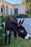 Hector the Donkey Rug by Lorena Canals