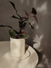 Galvanized Auran Pot by Ferm Living, a stylish metal accessory for plants or decor, with a modern, minimalist design.