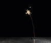 I Ricchi Poveri - Cinq Papillons - Lampe de Table par Ingo Maurer