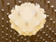 Taraxacum by Flos