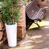 Ficus Planter Lamp by Newgarden