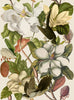 Papier peint magnolia par Mindthegap