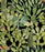 Papier peint Opuntia par Mindthegap