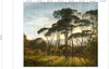 RKS-01 Umbrella Pines Wallpaper by Piet Hein Eek for NLXL