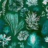 ALGAE Moss Wallpaper by Mindthegap