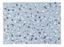 Terrazzo Rugs by Lorena Canals