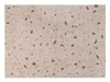 Terrazzo Rugs by Lorena Canals