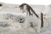 Tapis lavable Path of Nature par Lorena Canals