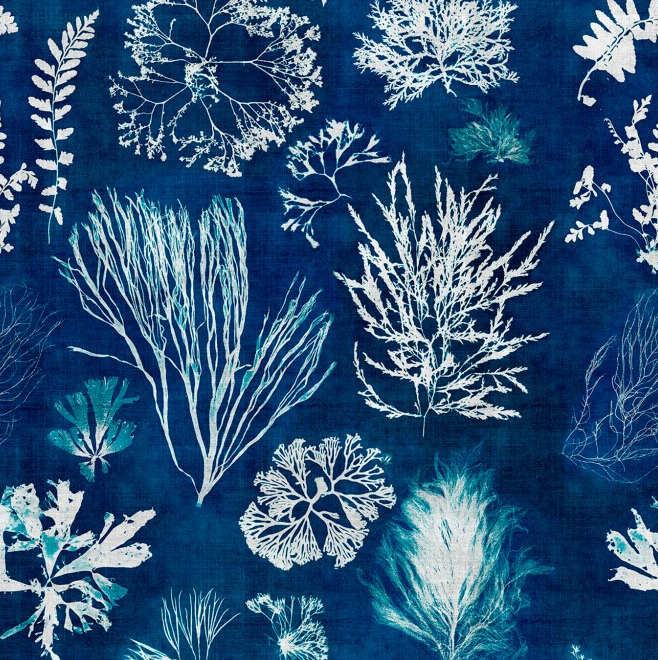 ALGAE Navy Blue Wallpaper by Mindthegap
