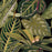 AMAZONIA Wallpaper by Mindthegap