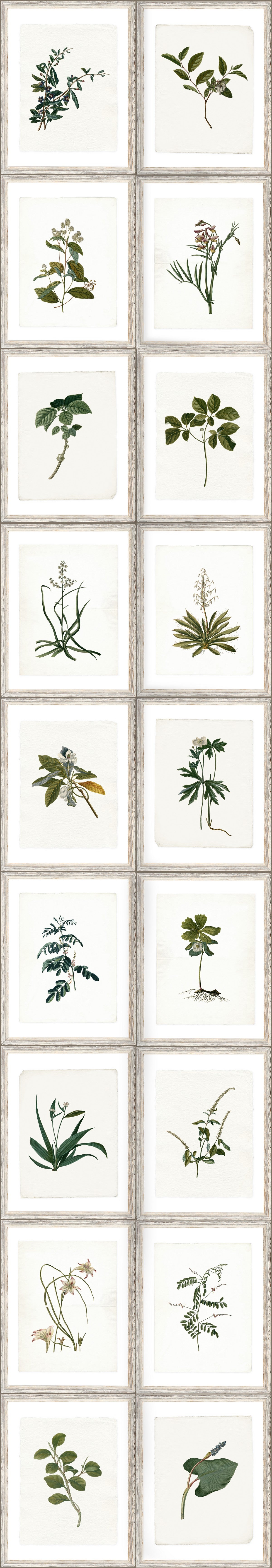 BOTANY Wallpaper by Mindthegap