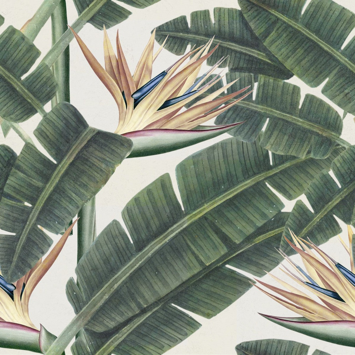 TROPICAL BLOOM Wallpaper by Mindthegap
