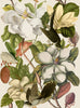 Papier peint MAGNOLIA par Mindthegap