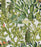 OPUNTIA Wallpaper by Mindthegap
