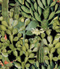 OPUNTIA Wallpaper by Mindthegap