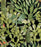OPUNTIA Wallpaper by Mindthegap