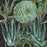 SUCCULENTUS Papier peint par Mindthegap