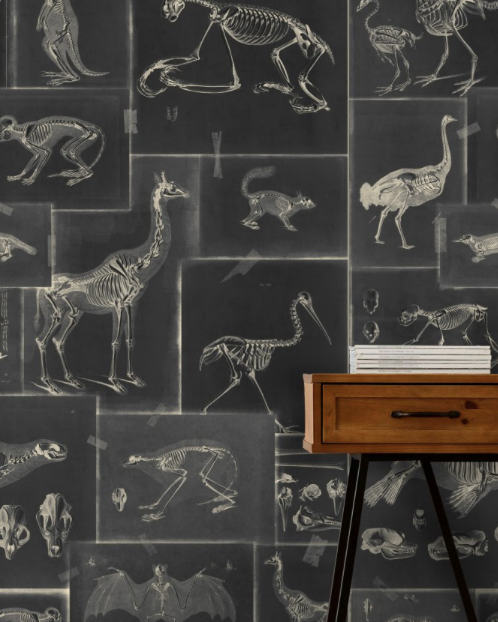 ZOOARCHAEOLOGY Wallpaper by Mindthegap