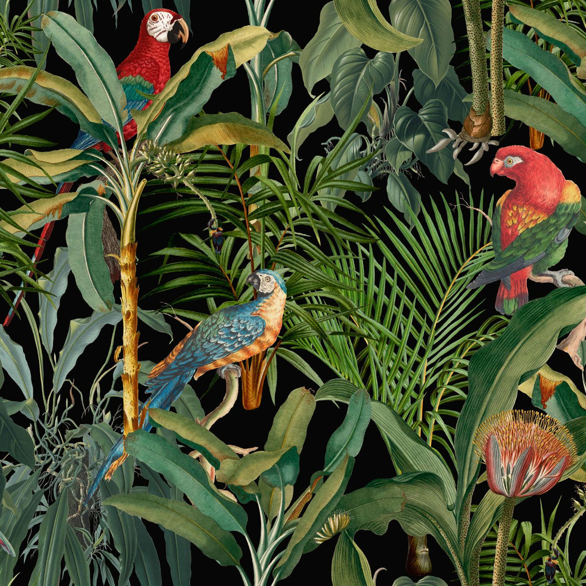 PARROTS OF BRASIL Wallpaper by Mindthegap