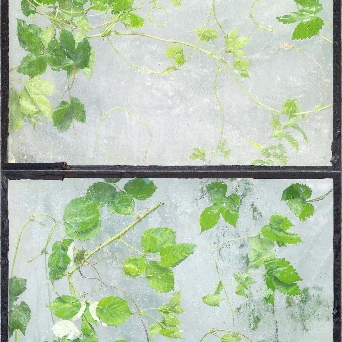 ERG-01 Greenhouse wallpaper by Eric Gutter for NLXL