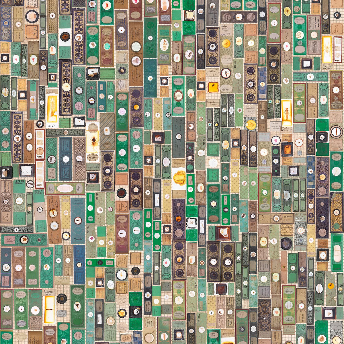 MRV-10 Microscopic Slides wallpaper by Mr & Mrs Vintage for NLXL