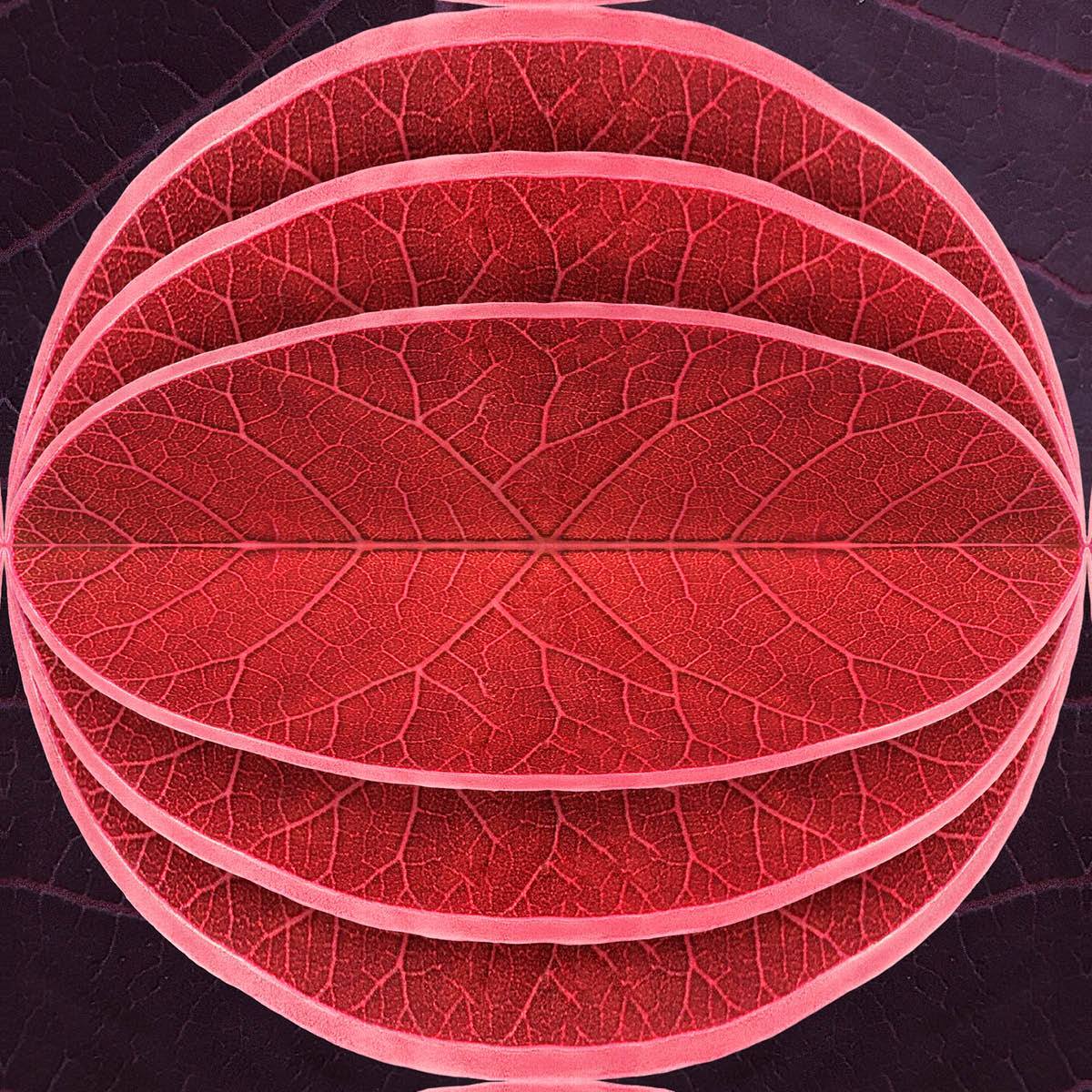 Papier peint SUZ-07 Hidden Fruits par Suzan Hijink pour NLXL