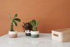Plant-It Flowerpot by Rig-Tig