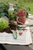 Grow-It Herb Pot by Rig-Tig