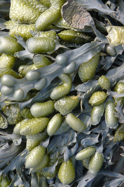 Algues par Ross Lovegrove pour Moooi Carpets